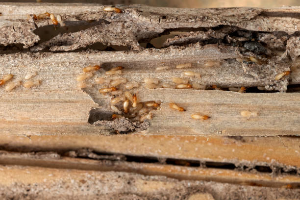 Wildlife Control Services in Orland Hills, IL